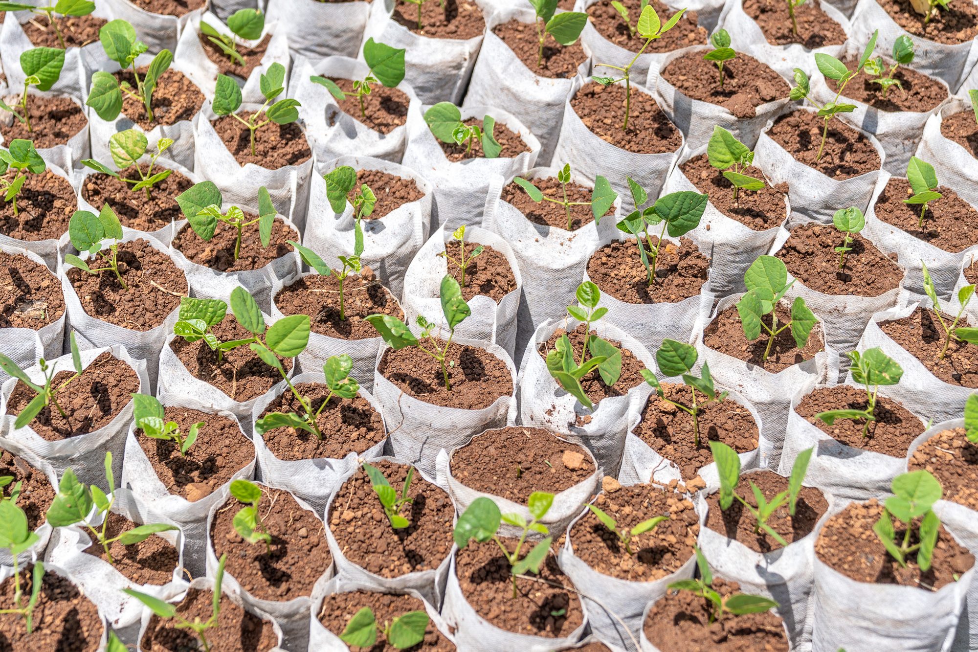 Indigenous seedlings at the Enkereri tree nursery, grown to help restore Nyekweri Forest